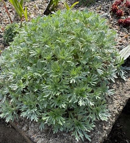Artemisia schmidtiana 'Nana'